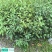 青冈栎地苗杯苗大量供应，无纺布袋一斤半左右杯