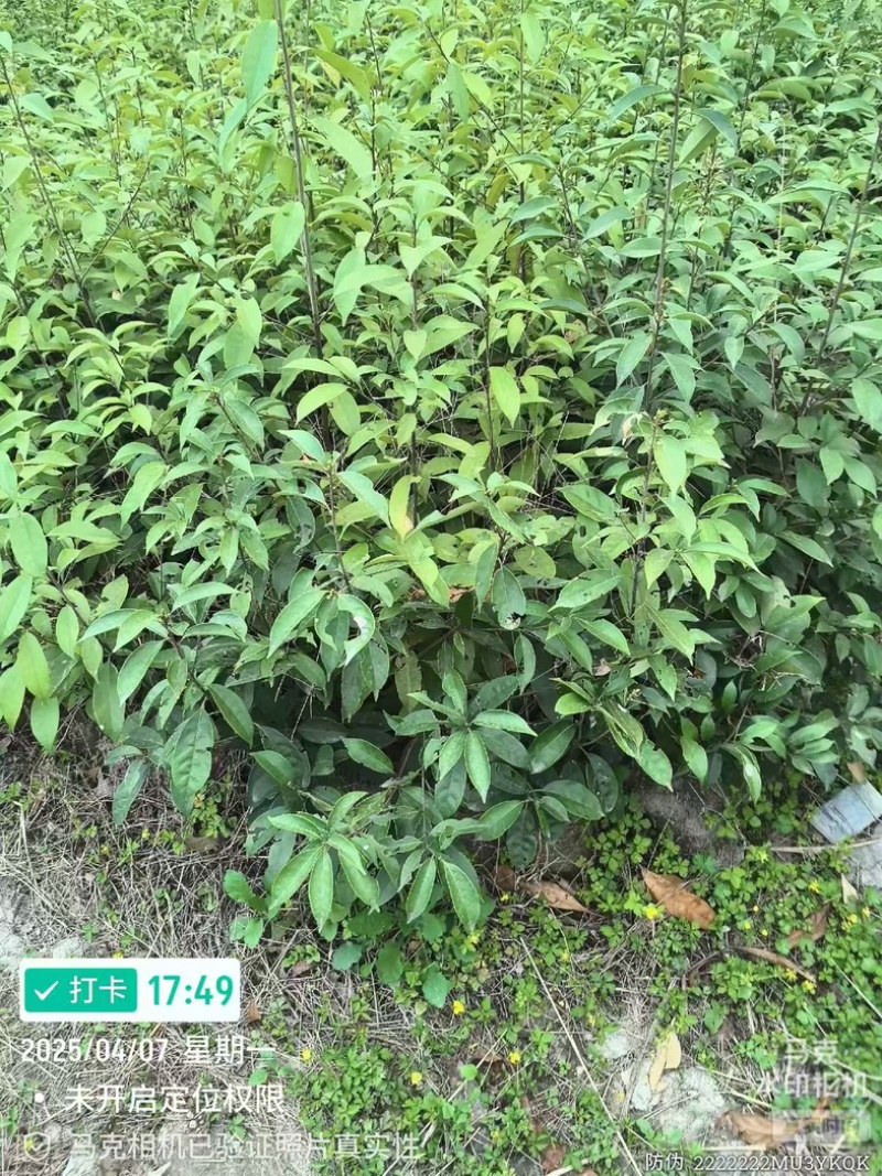 青冈栎地苗杯苗大量供应，无纺布袋一斤半左右杯