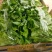 精品生菜意大利生菜大量供应可视频看货欢迎来电采购