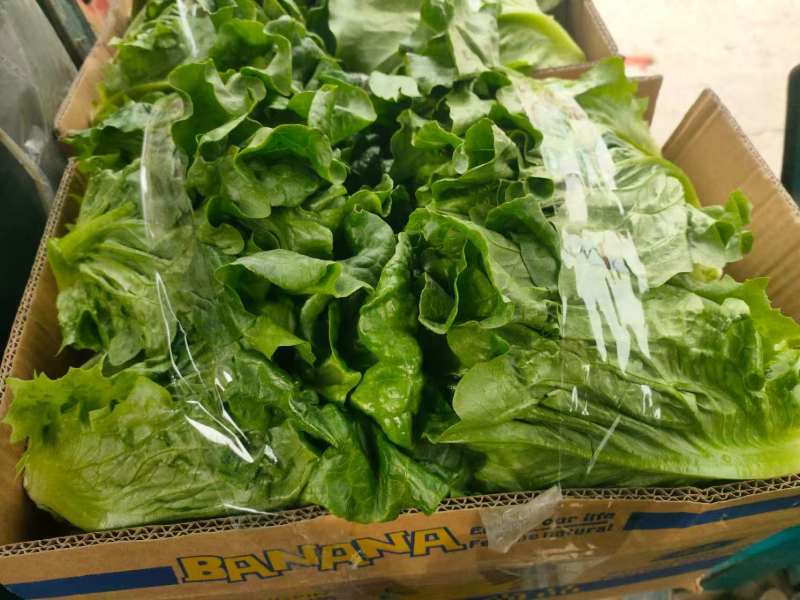 精品生菜意大利生菜大量供应可视频看货欢迎来电采购
