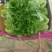 精品生菜意大利生菜大量供应可视频看货欢迎来电采购