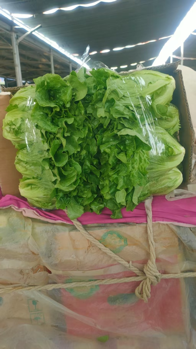 精品生菜意大利生菜大量供应可视频看货欢迎来电采购