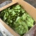 精品生菜意大利生菜大量供应可视频看货欢迎来电采购