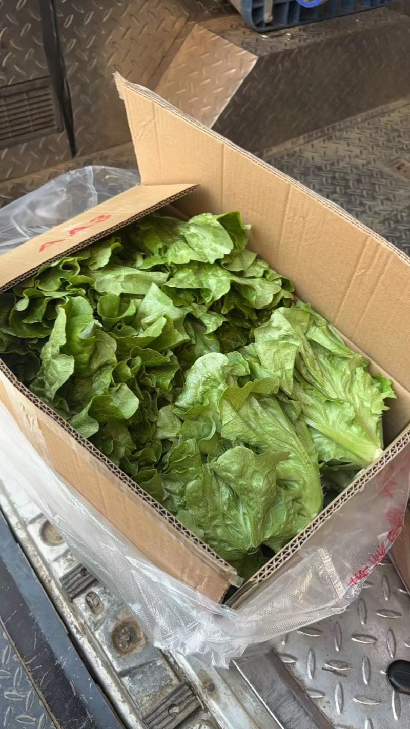 精品生菜意大利生菜大量供应可视频看货欢迎来电采购