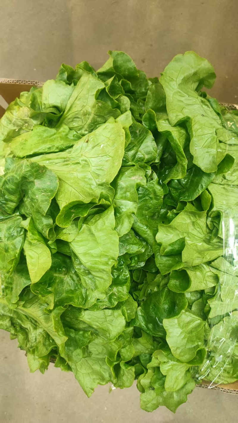 精品生菜意大利生菜大量供应可视频看货欢迎来电采购