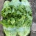 精品生菜意大利生菜大量供应可视频看货欢迎来电采购