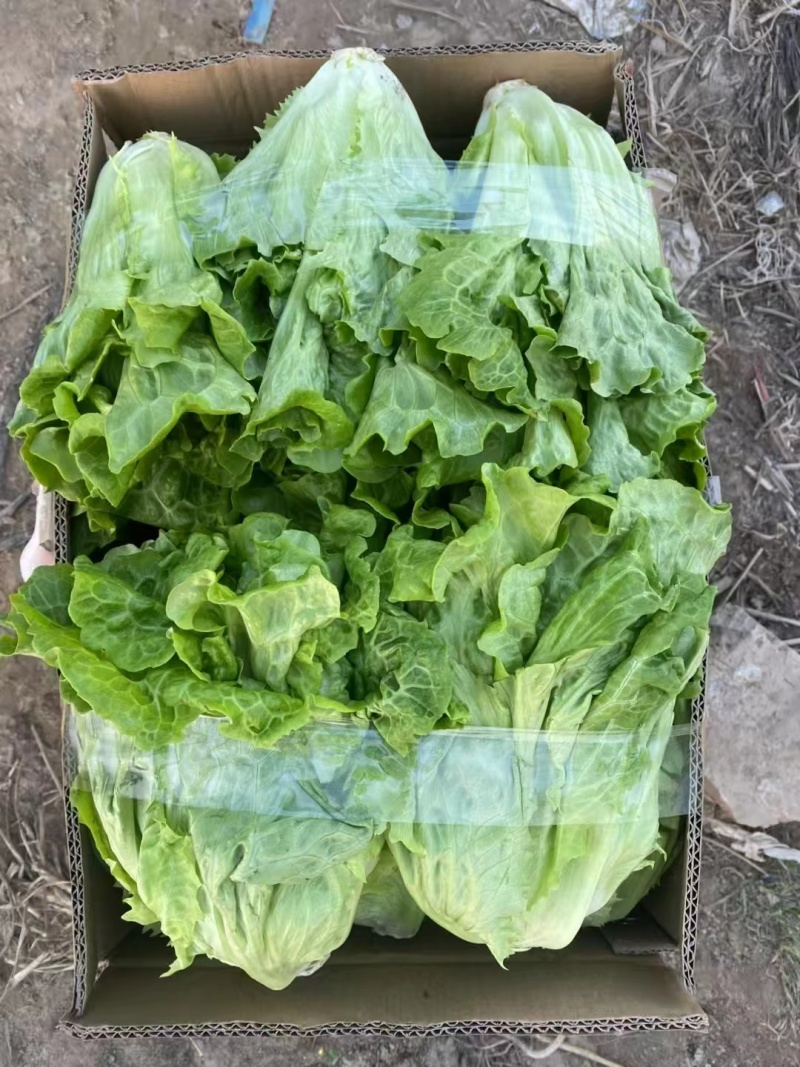 精品生菜意大利生菜大量供应可视频看货欢迎来电采购