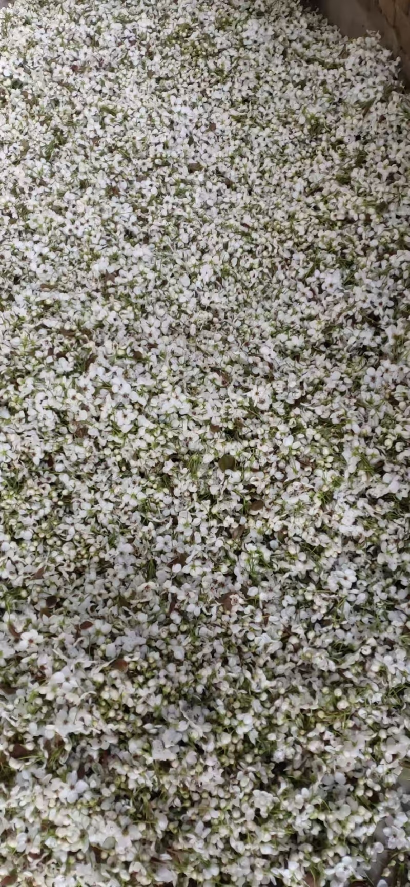 雪梨，丫梨花粉，精品细粉，活性高，授粉率高，深受各地种植