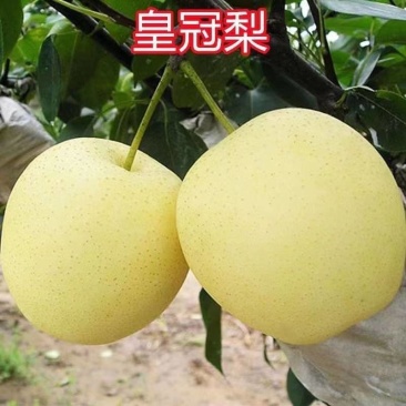 河北赵县皇冠梨，自家种植，也可以代收代发全国，诚信经营的