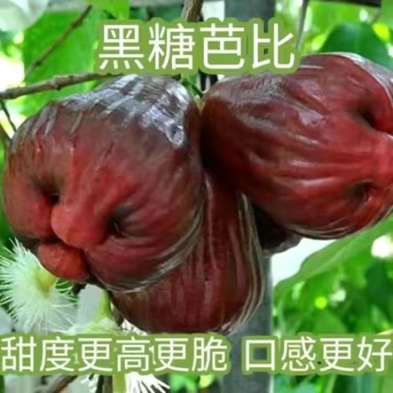 0.8起优质莲雾果树苗黑金刚，黑糖吧大叶红等