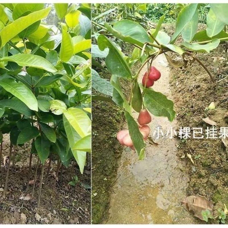 0.8起优质莲雾果树苗黑金刚，黑糖吧大叶红等