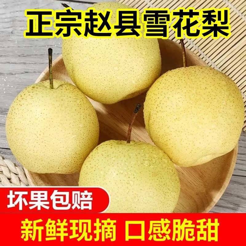 雪花梨，新鲜采摘发货，代发全国各地，诚信经营，需要梨的来