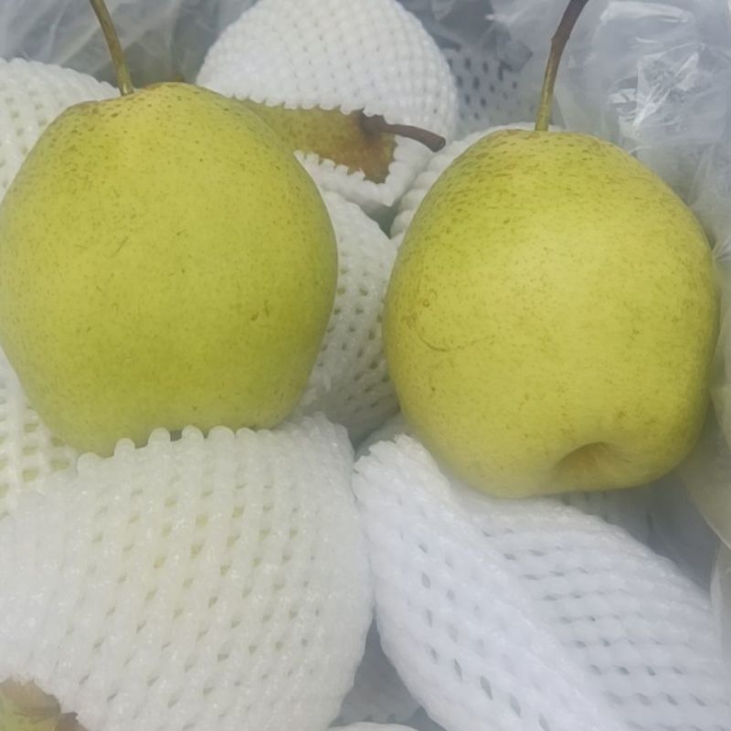 雪花梨，新鲜采摘发货，代发全国各地，诚信经营，需要梨的来