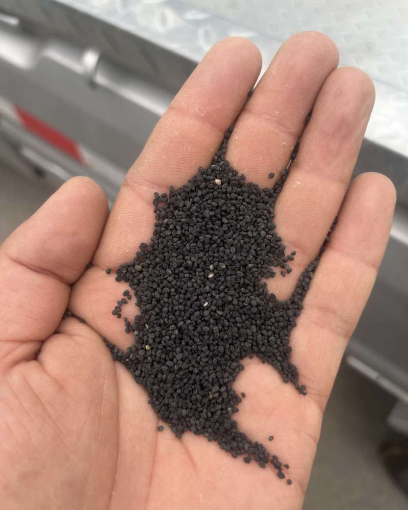 黄芩种子
