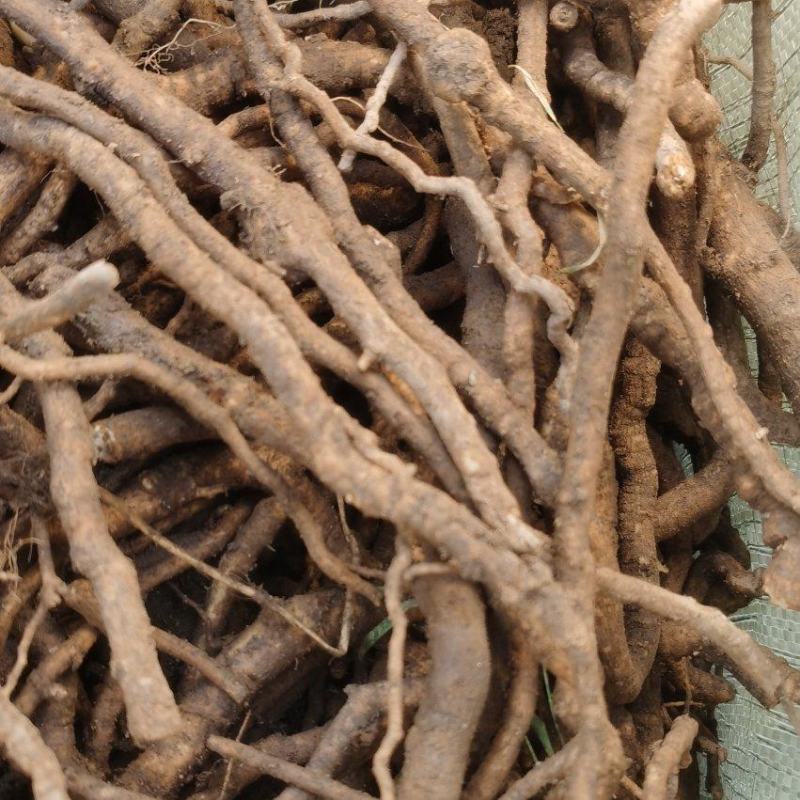 大通草根条