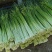蒜苔四川蒜苔有机种植蒜苔新鲜蒜苔