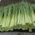 蒜苔四川蒜苔有机种植蒜苔新鲜蒜苔