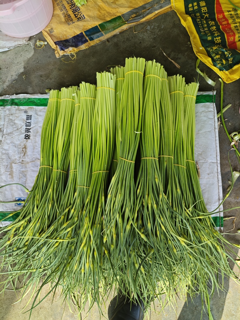 蒜苔四川蒜苔有机种植蒜苔新鲜蒜苔