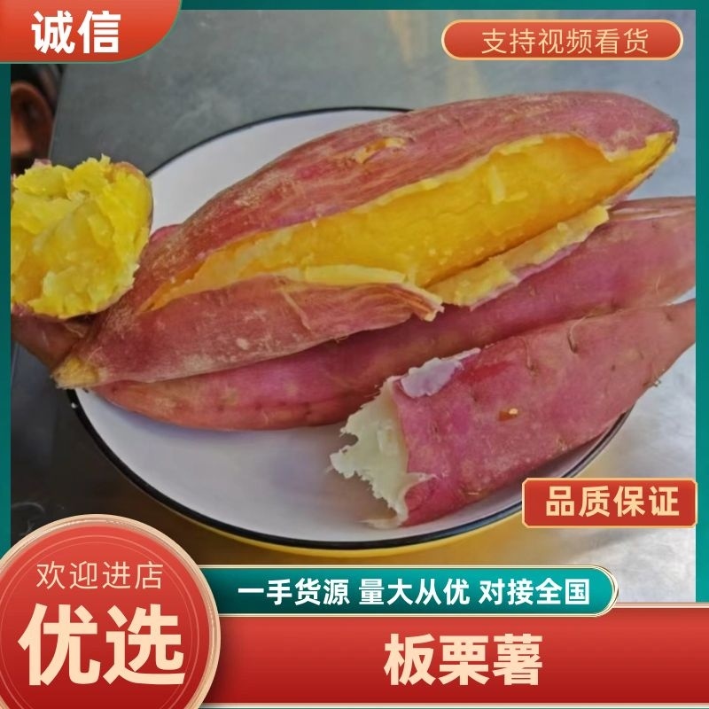 济薯26大田苗板栗薯苗冷棚扩繁苗大公司种苗扩繁