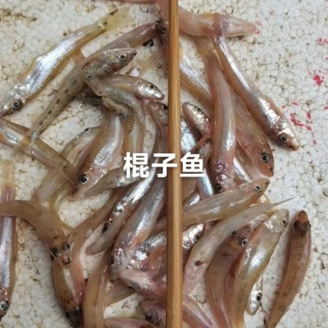 棍子鱼大量上市发货有意向联系味道嘎嘎好吃
