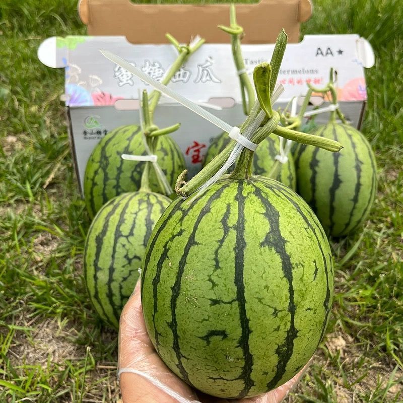 精品小吊瓜小西瓜小糖丸皮薄多汁可视频看货欢迎来电