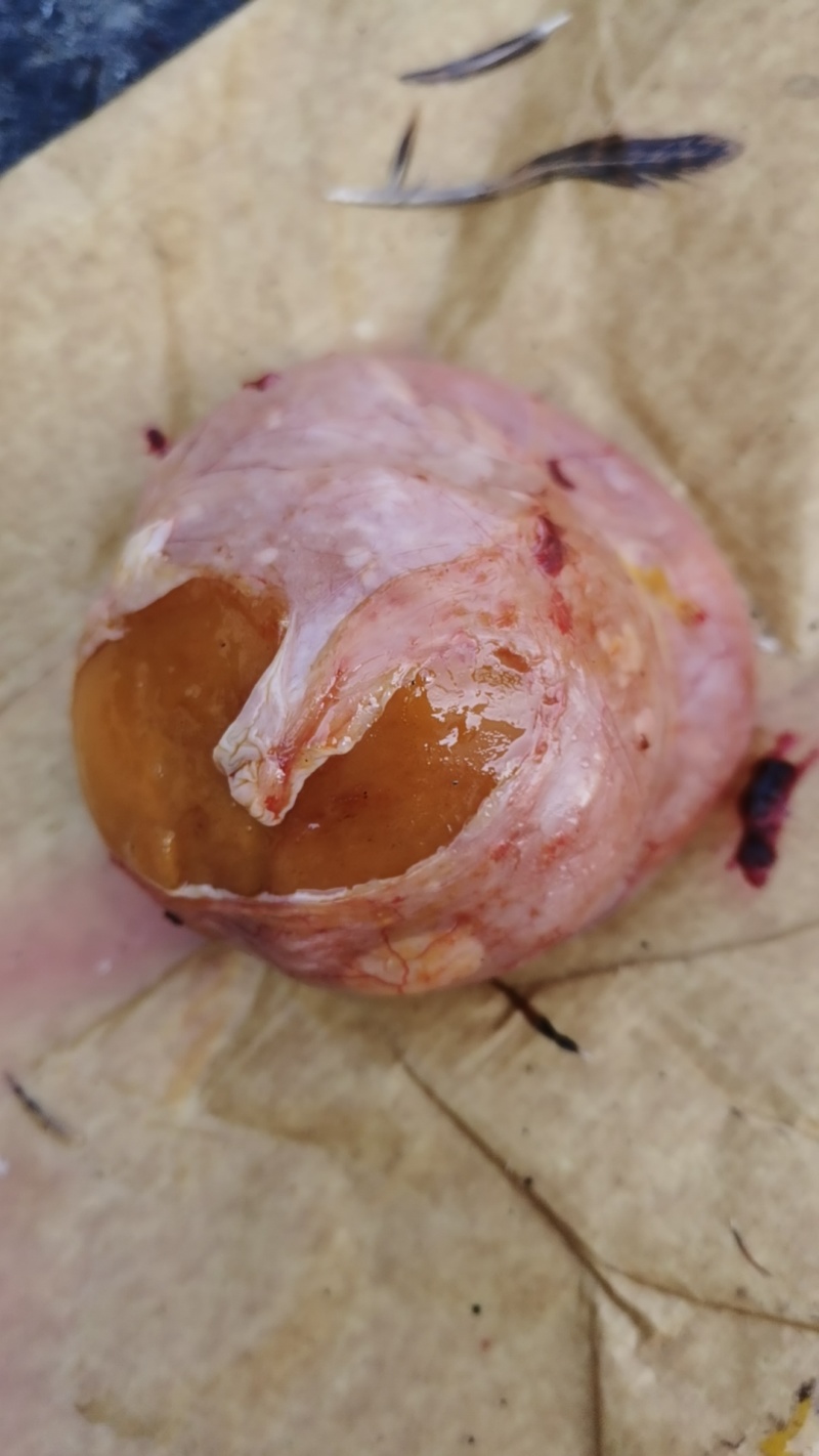 鸡宝
