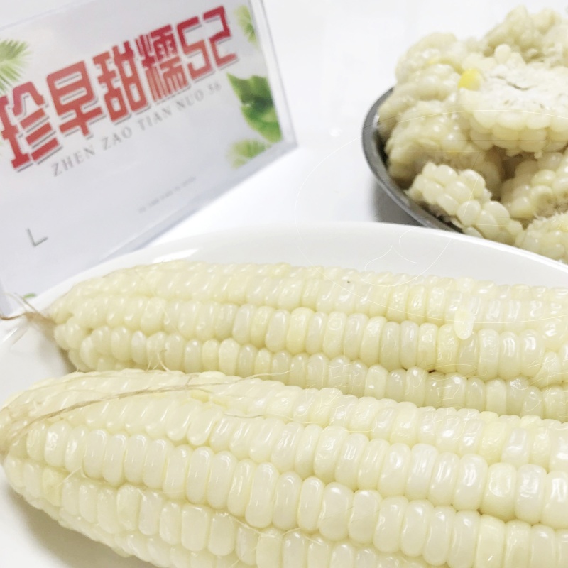 珍的早珍早52甜糯玉米种子矮杆早熟大棒鲜食粘糯香甜非转