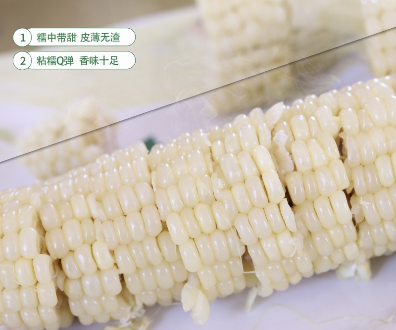 珍的早珍早52甜糯玉米种子矮杆早熟大棒鲜食粘糯香甜非转