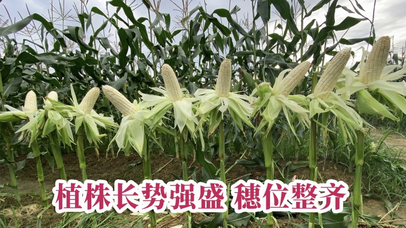 珍的早珍早52甜糯玉米种子矮杆早熟大棒鲜食粘糯香甜非转