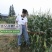 珍的早珍早52甜糯玉米种子矮杆早熟大棒鲜食粘糯香甜非转