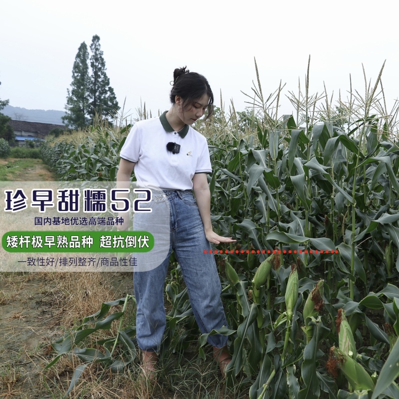 珍的早珍早52甜糯玉米种子矮杆早熟大棒鲜食粘糯香甜非转