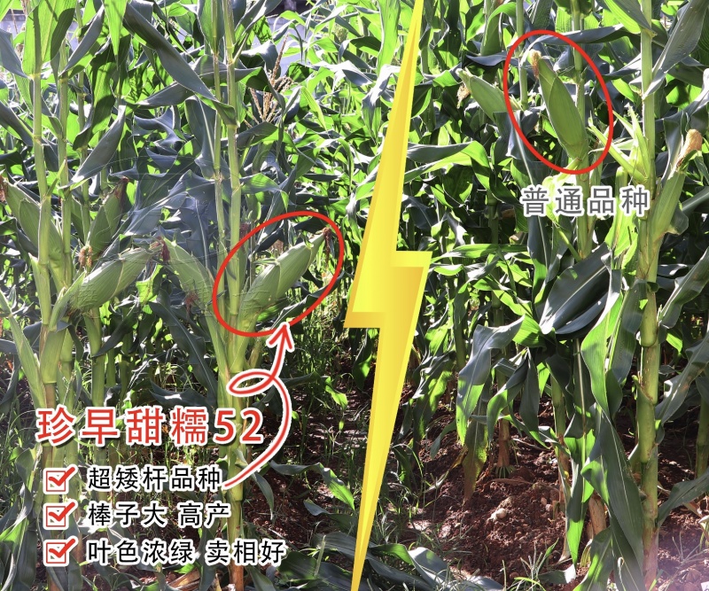 珍的早珍早52甜糯玉米种子矮杆早熟大棒鲜食粘糯香甜非转