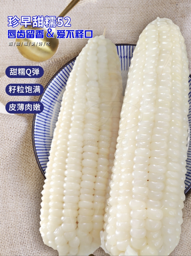 珍的早珍早52甜糯玉米种子矮杆早熟大棒鲜食粘糯香甜非转