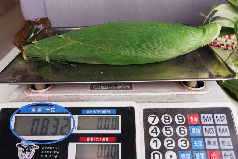 珍的早珍早52甜糯玉米种子矮杆早熟大棒鲜食粘糯香甜非转