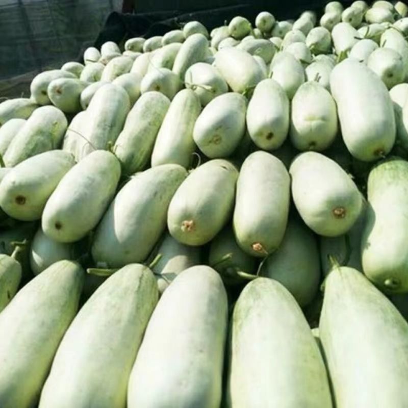 精品博洋61甜瓜博洋甜瓜内黄县甜瓜大量供应欢迎来电