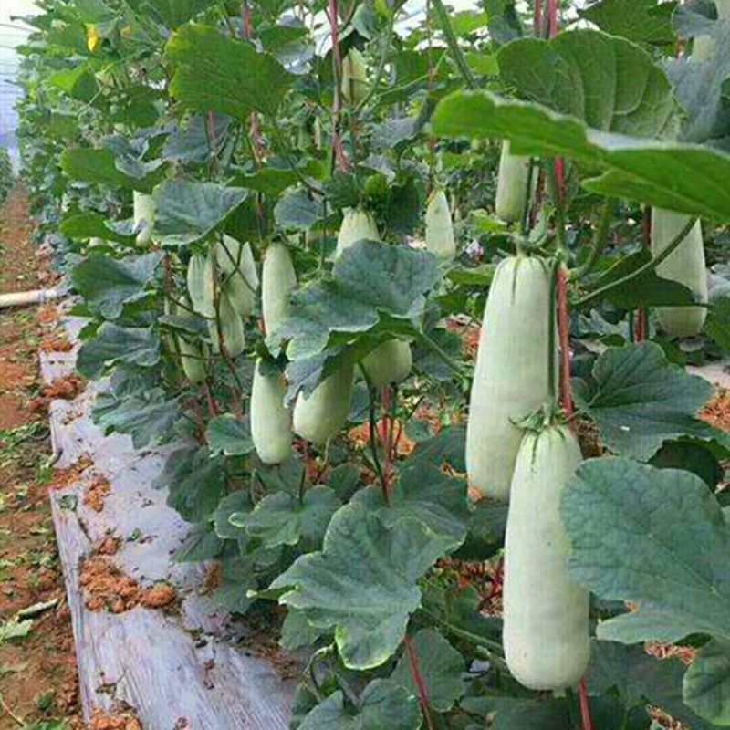 精品博洋61甜瓜博洋甜瓜内黄县甜瓜大量供应欢迎来电