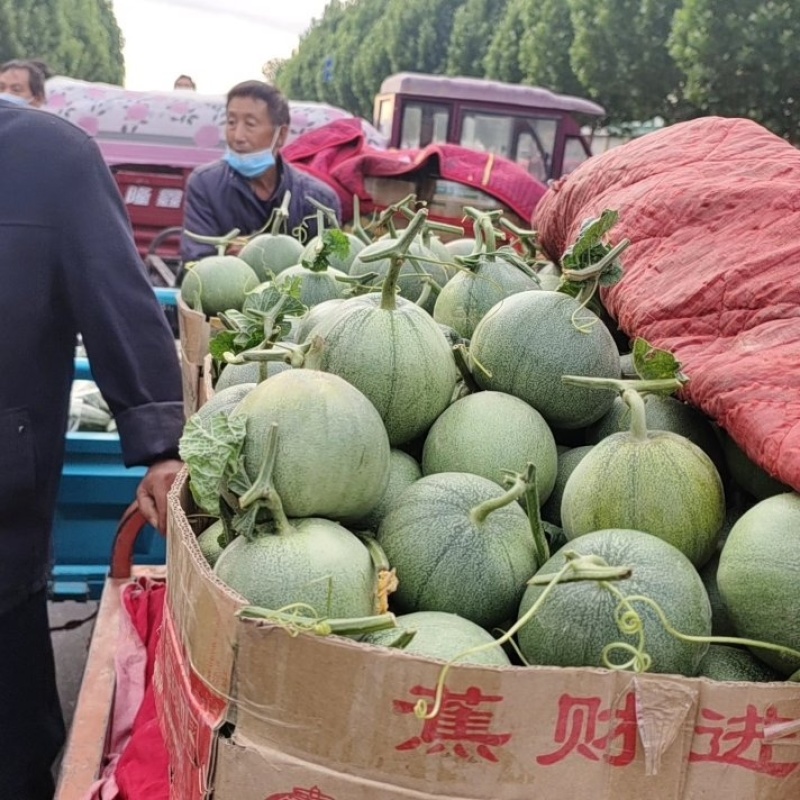 绿宝甜瓜精品甜瓜大量供应可视频看货欢迎来电采购
