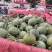 绿宝甜瓜精品甜瓜大量供应可视频看货欢迎来电采购