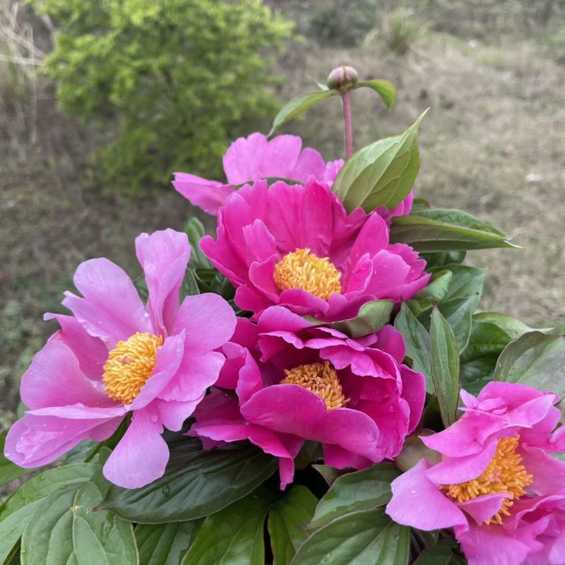 芍药花鲜切芍药花苞