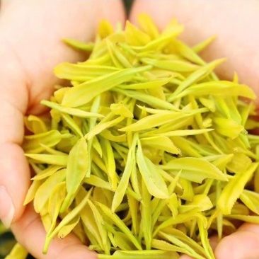 黄金芽