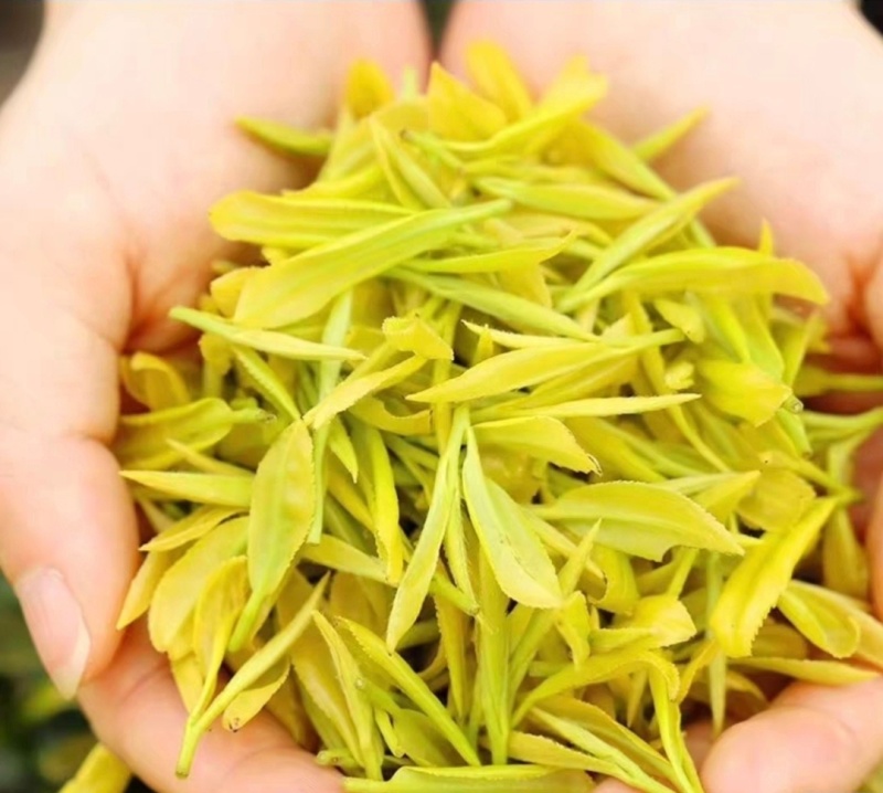 黄金芽