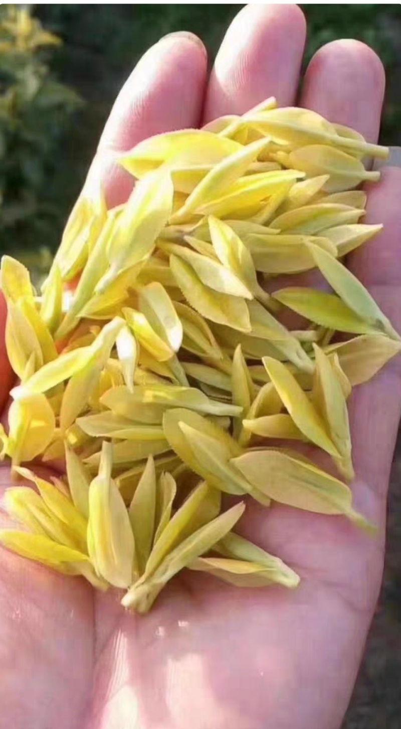 黄金芽