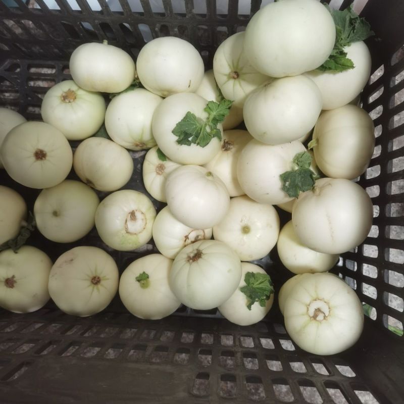 精品小白瓜双健甜瓜大量供应可视频看货欢迎来电采购