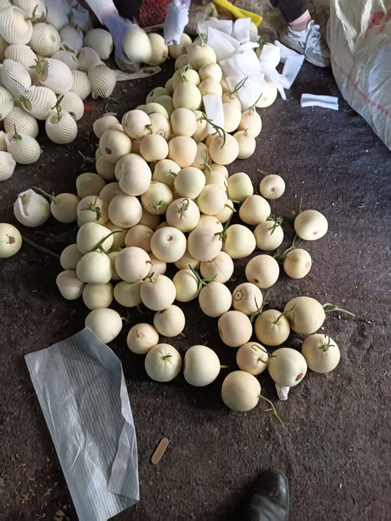 精品小白瓜双健甜瓜大量供应可视频看货欢迎来电采购