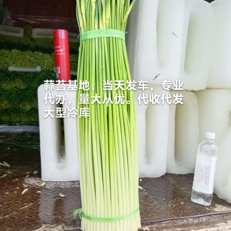 蒜苔产区，大量供应不泡水，长苔不低于70-80红白帽都有