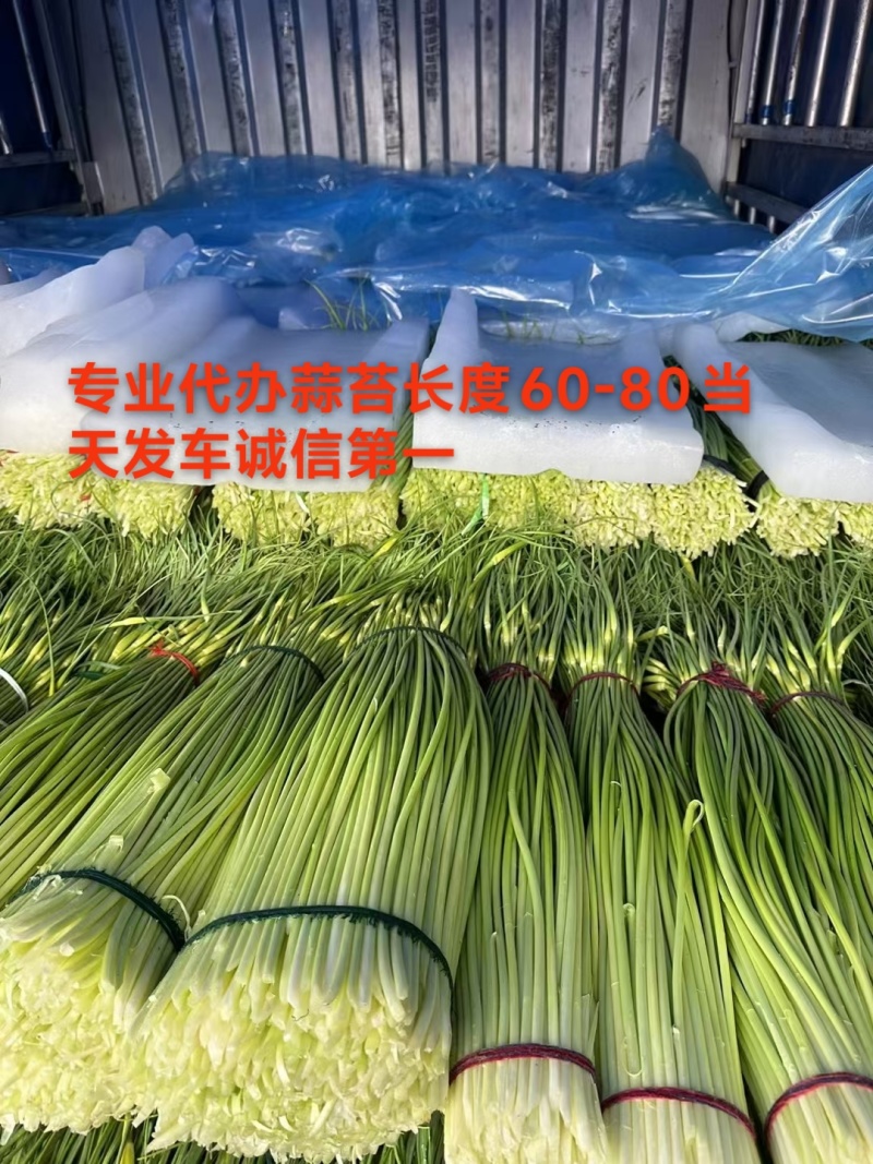 蒜苔产区，大量供应不泡水，长苔不低于70-80红白帽都有