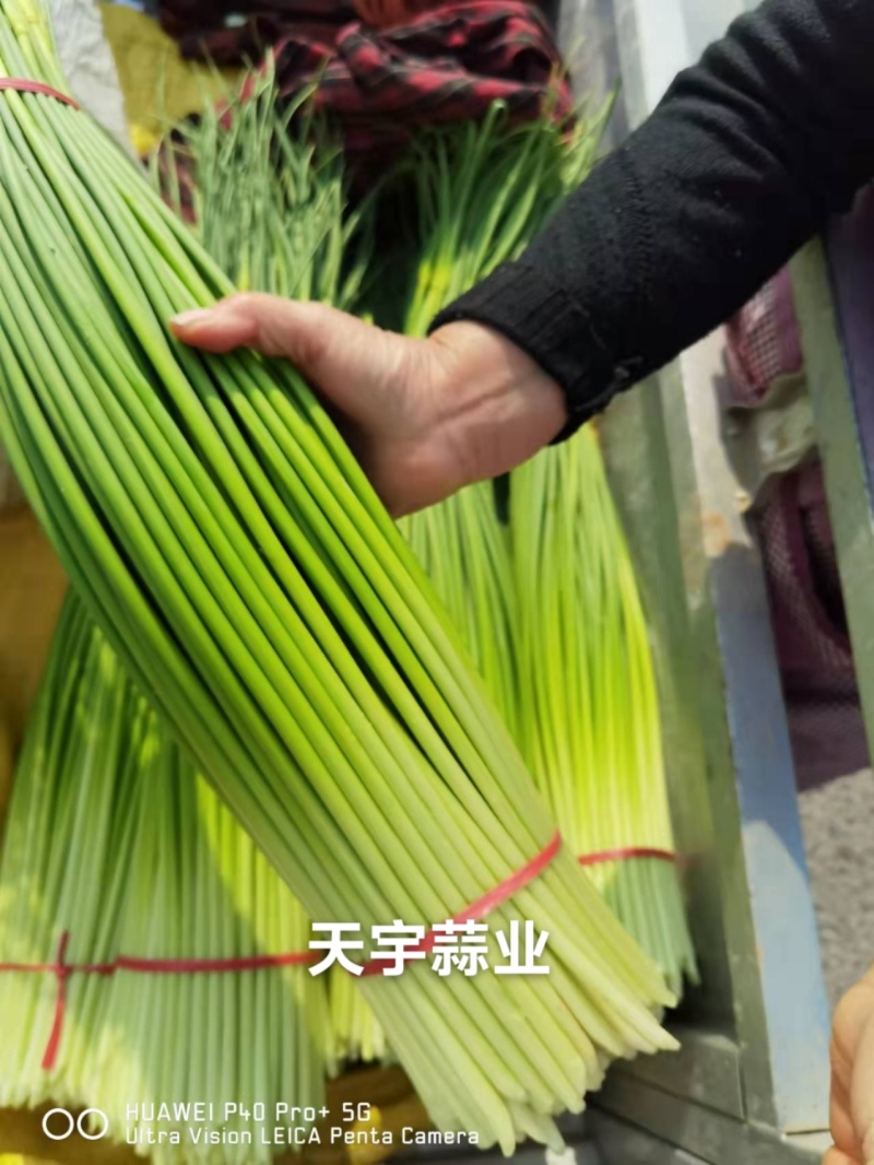 蒜苔产区，大量供应不泡水，长苔不低于70-80红白帽都有