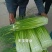 蒜苔产区，大量供应不泡水，长苔不低于70-80红白帽都有