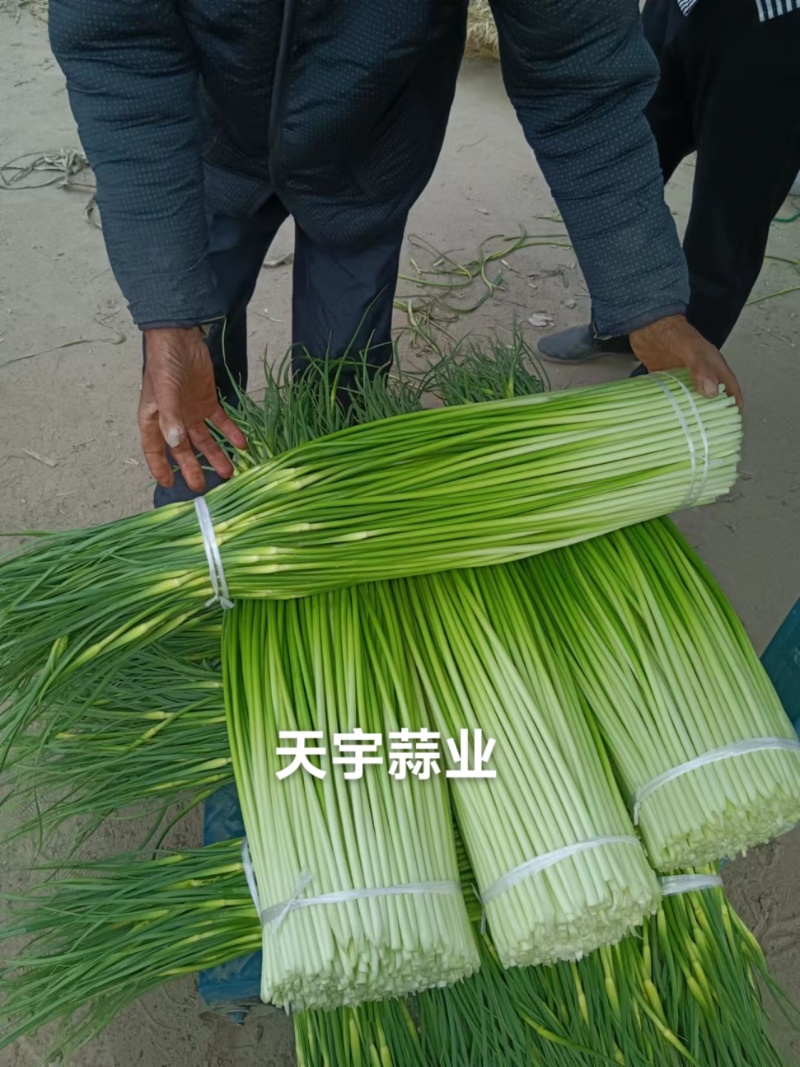 蒜苔产区，大量供应不泡水，长苔不低于70-80红白帽都有