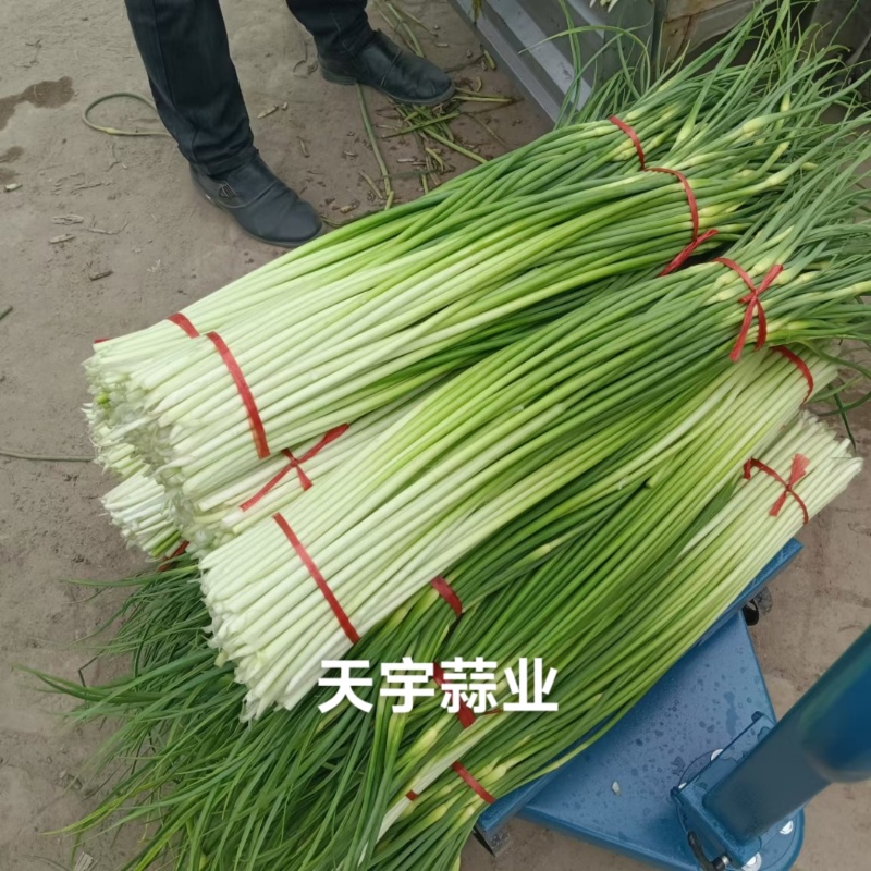 蒜苔产区，大量供应不泡水，长苔不低于70-80红白帽都有